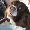 Alison Holbrook - @alison.holbrook - TikTok