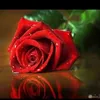 Ali jalal - @ali.jalal094 - TikTok