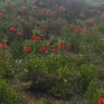 alireza - @ali_kalbali1 - Instagram