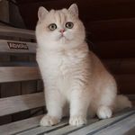 𝘼𝙡𝙞 𝙠𝙝𝙖𝙡𝙖𝙛 - @animaldar.house - Instagram
