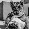 Ali Khaldi - @ali.khaldi2 - TikTok