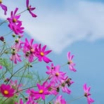 Ali Lam - Facebook