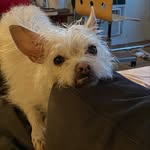 Ali Lyons - @ivan_the_terrier - Instagram