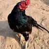 ALI Majid - @ali.majid758 - TikTok
