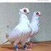 Ali Masri - Facebook