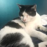 Alastor “Ali” Moody - @alimoodyrescuecat - Instagram