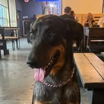 Ali Morrow - @akira_the_hybrid - Instagram
