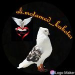 علی معتمدی - @ali.motamed_kabotar - Instagram