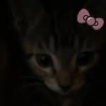 Ali Perez - @yamm_pm - Instagram