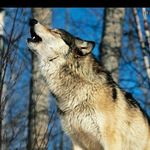 ali_pezesh‌ki - @ali_pezeshki54 - Instagram