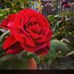 Rabbani Ali - Facebook