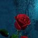 Alicia Richardson - Facebook
