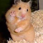 Hamster Samka - @alisageim - Instagram