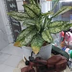 alisharaf - @alisharaf534 - Instagram