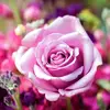 alisharhan697علي - @alisharhan37 - TikTok