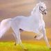 Sharma Ali Omar - Facebook