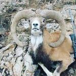 Ali shayanfar - @ali_shyanfar_00111 - Instagram