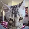 Ali Al-Shebani - @ali.alshebani6 - TikTok