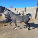 ali.shebani - @ali.shebani2 - Instagram