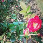 ALI SHERKAT - @alish8321 - Instagram