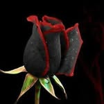 Ali_Sherkat - @ali_sh1349 - Instagram