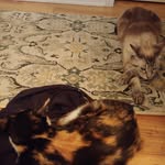 Ali Sherman - @olive_juice_catz - Instagram