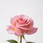 Ali Ahmed Shigri - Facebook
