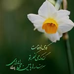 @ali.shirekhoda313 - Instagram