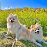 アリー & シェリー - @__alisie_diary__ - Instagram