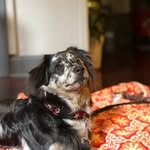 Alissa Silverman - @the_real_rangerpup - Instagram