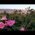 یا عباس - @alislimi_ - Instagram