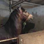 علی سلیمانی باغميشه - @alisoleimanybaghmisheh4 - Instagram