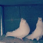 @ali.soleimany35 - Instagram