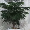 Ali Soofi - @ali.soofi6 - TikTok