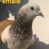 alitayyab65 - @alitayyab65 - TikTok