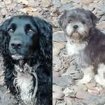 Ali Thomson - @alithomson82 - Instagram