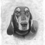 Ali Thomson - @alithomsonpetportraits - Instagram