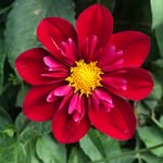 Ali Thomson - @alijt100 - Instagram