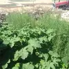 Ali Tombak - @alitombak5 - TikTok