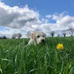 Alison Williamson - @aliwilliamson1 - Instagram