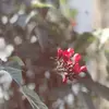 Alia - @alia_alkhalifa - TikTok