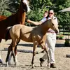 Alice Bruno - @shenandoahsporthorses - TikTok