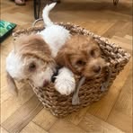 Alice Coakley - Facebook
