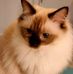 Alice Cai - Facebook
