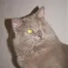 alicecanales56 - @alicecanales56 - TikTok