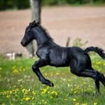 Alice Charette - @ali_lover_hors_ - Instagram