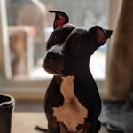 Alice Charette Miller - @wonderland_of_alice_pitbull - Instagram