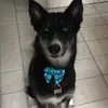 alicecipriano651 - @alicecipriano651 - TikTok