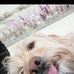 Alice Cottrell - Facebook