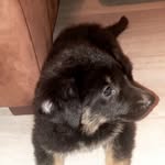 Alice Craddock - @alice_the_pup13 - Instagram